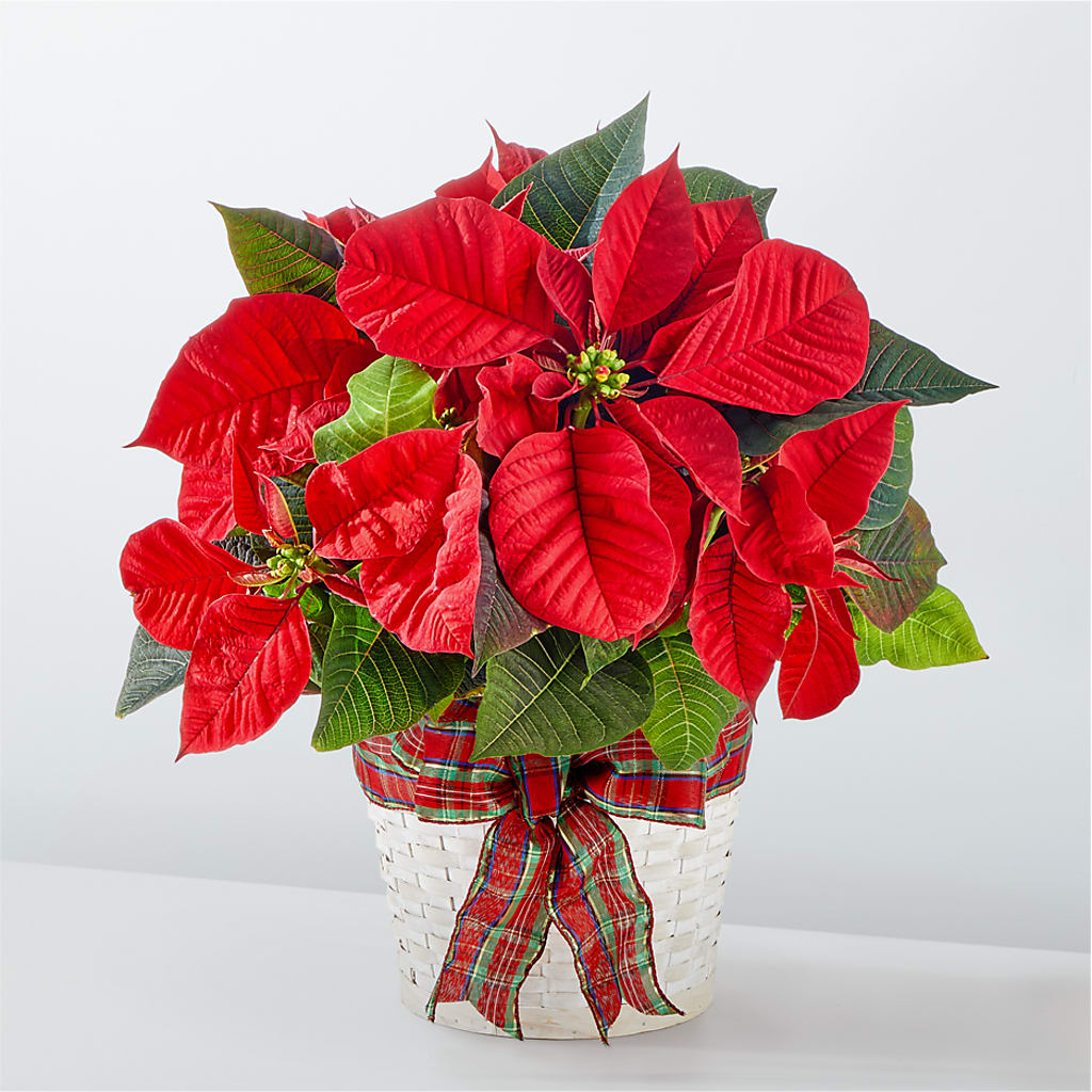 Happiest Holidays Poinsettia – GERLACHS GARDEN & FLORAL, Erie PA