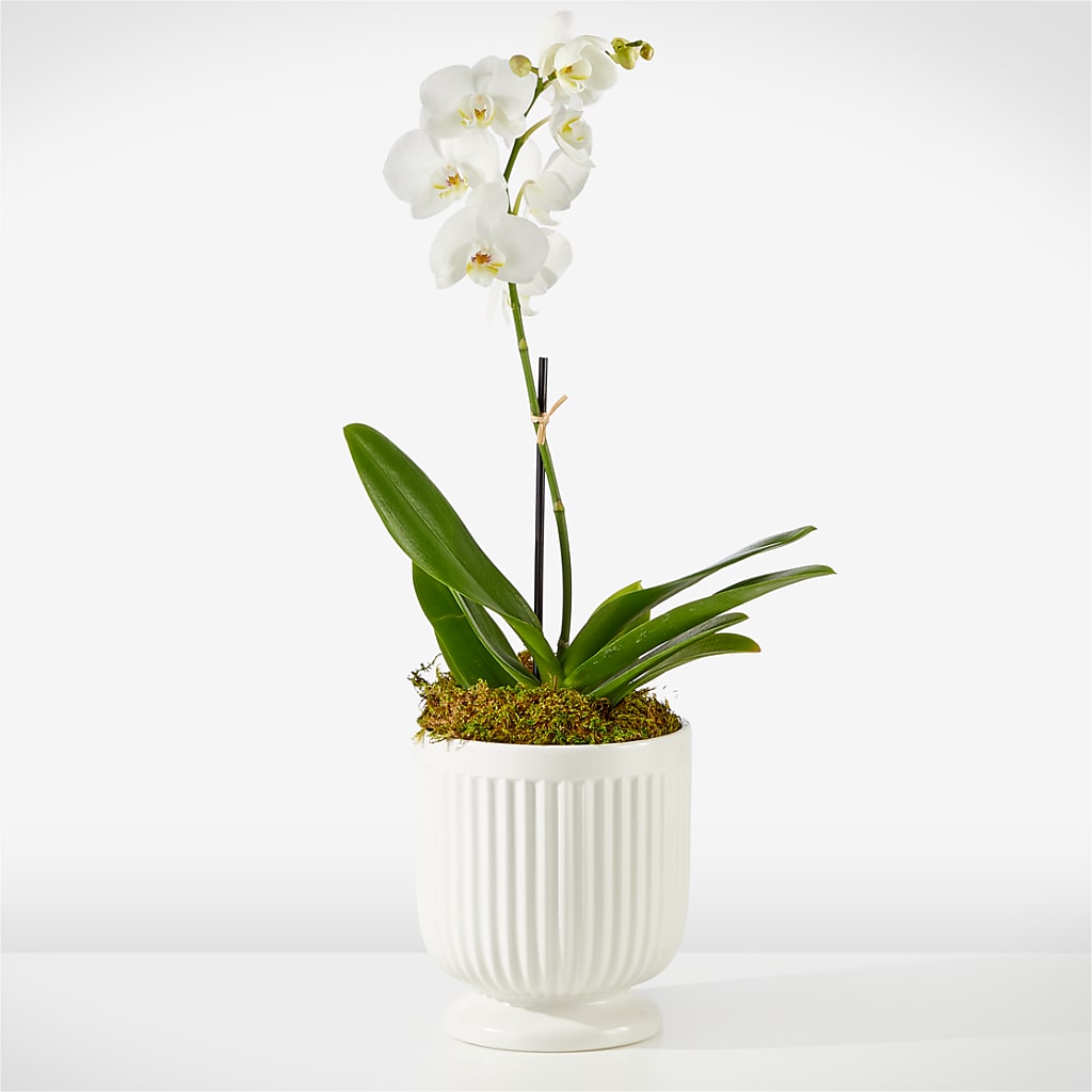 Whispering White Orchid – GERLACHS GARDEN & FLORAL, Erie PA