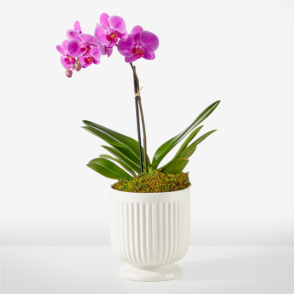 Friendly Fuchsia Orchid – GERLACHS GARDEN & FLORAL, Erie PA