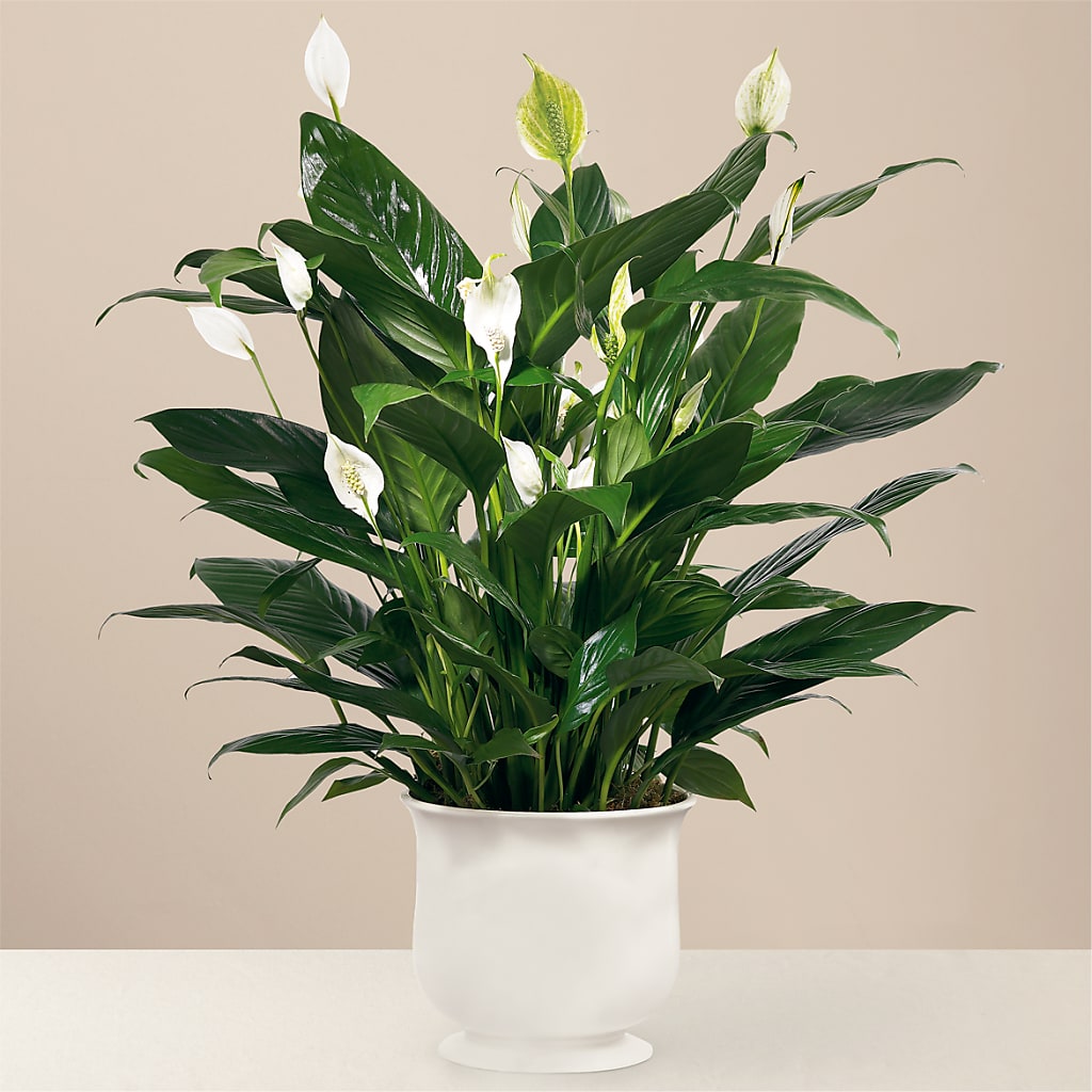 Comfort Planter – GERLACHS GARDEN & FLORAL, Erie PA