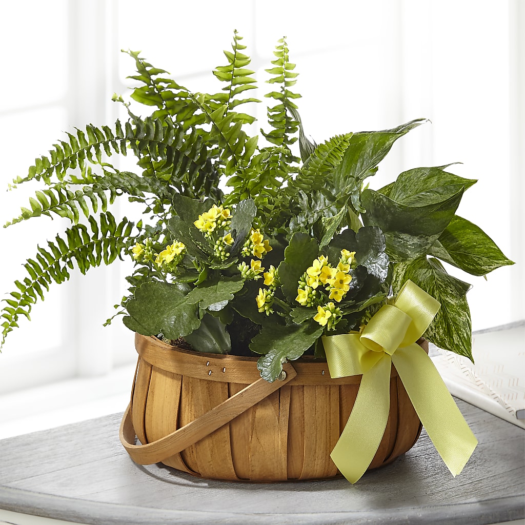 Always Dear Dishgarden – GERLACHS GARDEN & FLORAL, Erie PA