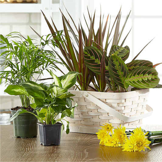 Florist Designed Blooming and Green Plants in a Basket – GERLACHS GARDEN & FLORAL, Erie PA