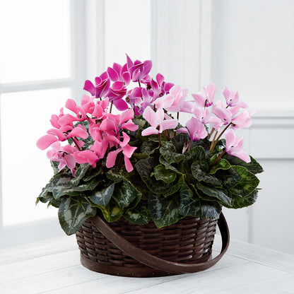 Mixed Cyclamen Planter – GERLACHS GARDEN & FLORAL, Erie PA