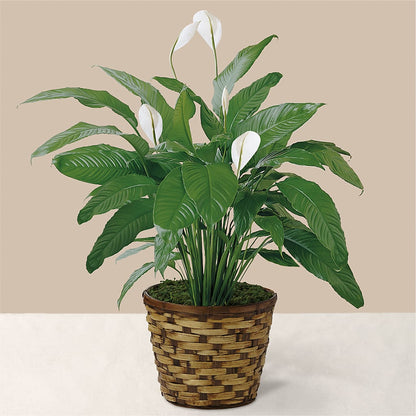 Tranquil Moments Peace Lily Plant – GERLACHS GARDEN & FLORAL, Erie PA