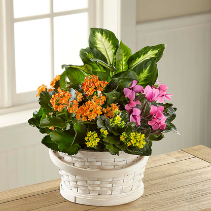 Color Crush Dishgarden – GERLACHS GARDEN & FLORAL, Erie PA