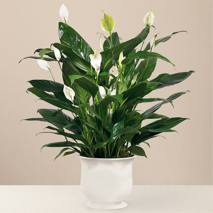 Comfort Planter – GERLACHS GARDEN & FLORAL, Erie PA