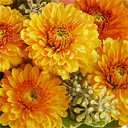 Peachy Pumpkin – GERLACHS GARDEN & FLORAL, Erie PA
