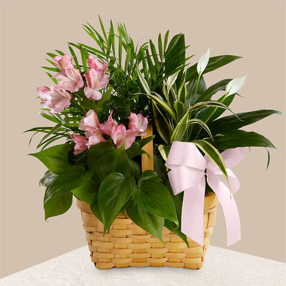 Living Spirit Dishgarden – GERLACHS GARDEN & FLORAL, Erie PA