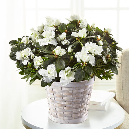 White Azalea Plant – GERLACHS GARDEN & FLORAL, Erie PA