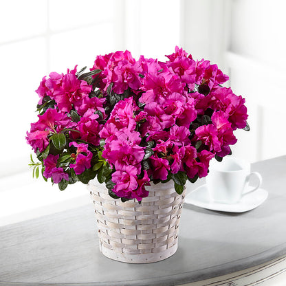 Hope & Serenity Azalea Plant – GERLACHS GARDEN & FLORAL, Erie PA
