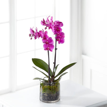 Pink Orchid Plant – GERLACHS GARDEN & FLORAL, Erie PA