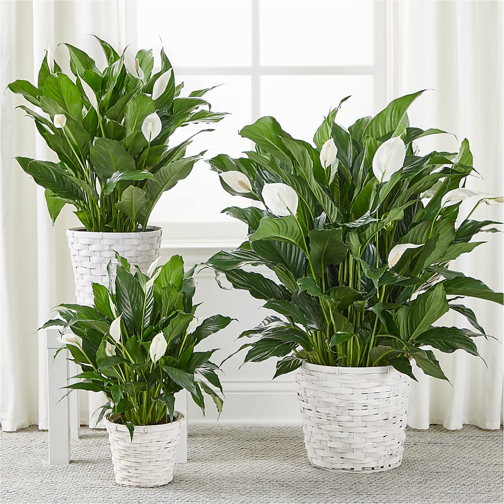 A New Leaf Peace Lily – GERLACHS GARDEN & FLORAL, Erie PA