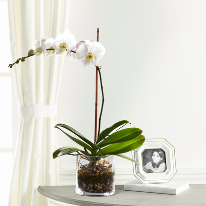 White Orchid Planter – GERLACHS GARDEN & FLORAL, Erie PA